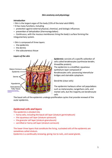 Skin Anatomy And Physiology Skin Anatomy And Physiology Introduction