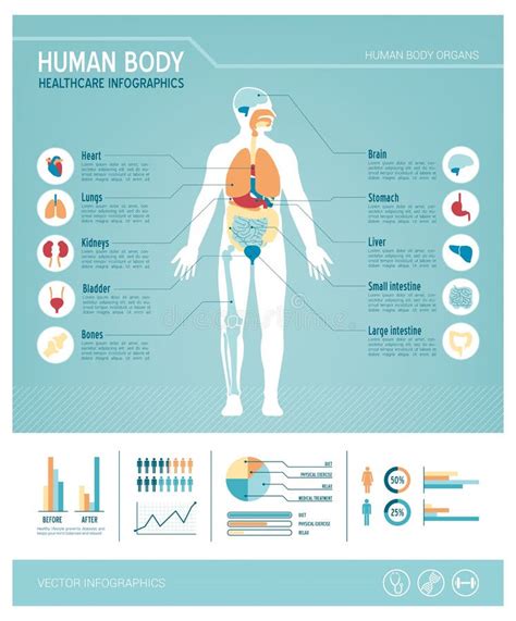 Infographics Del Cuerpo Humano Ilustracion Del Vector Ilustracion De Images