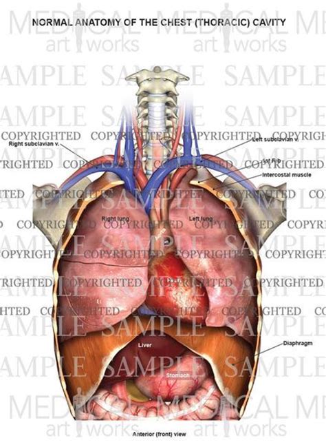 A line is drawn from anterior surface of the body of 6th thoracic vertebrae passing through the apex of the heart up to anterior lower most part of diaphragm. Anatomy of the chest cavity — Medical Art Works