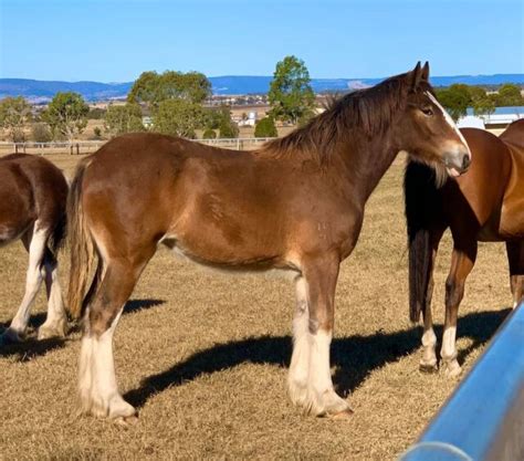 Shire Filly Horses And Ponies Gumtree Australia Southern Downs