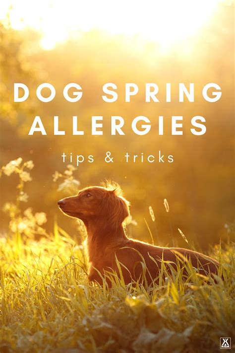 Dog Seasonal Allergies Symptoms And Tips For Dealing With Spring