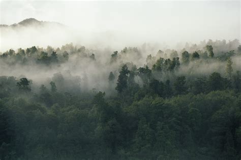 Free Images Tree Nature Forest Mountain Cloud Fog Mist