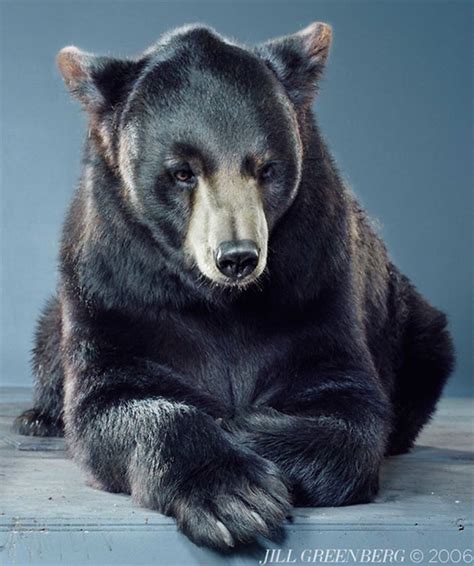 Bears Like Youve Never Seen Under A Photographers Lens 55 Pics Jill