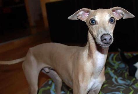 Das italienische windspiel verfügt über ein in der hundewelt einzigartiges äußeres und einen ganz besonderen charakter. Italienischer Windhund wird schmerzlich vermisst: Wo ist ...