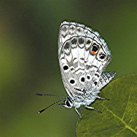 South Florida Butterfly Conservation