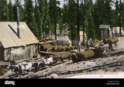 Logging Scene Near Auburn California Usa Known For Its California
