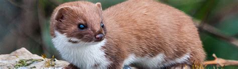 Stoat Overview Young Peoples Trust For The Environment