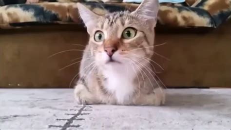 Funniest Cats Compilation A Must See Youtube