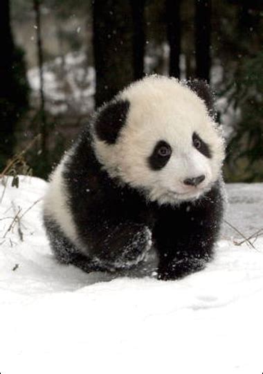 Fletchers Castoria Panda Baby