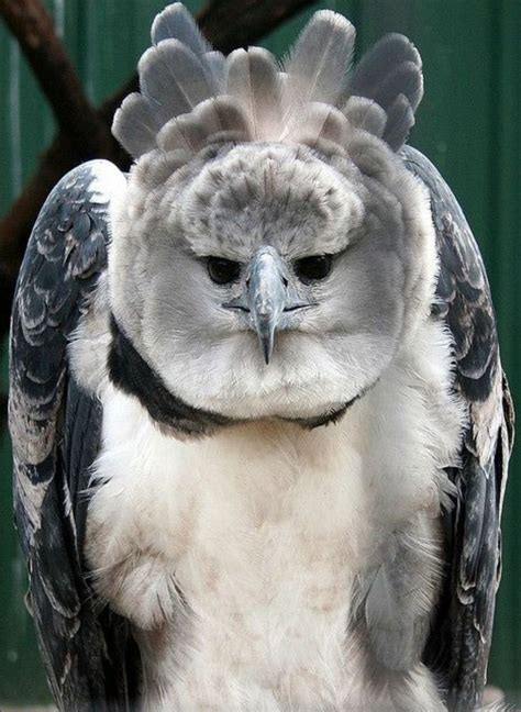 Maybe you would like to learn more about one of these? American Harpy Eagle | Harpy eagle, Animals beautiful ...