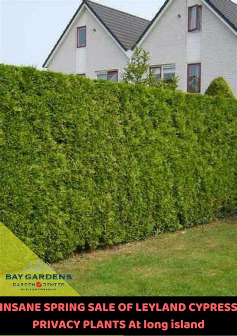 Bay Gardens Gives An Offer Of Beautiful Leyland Cypress Privacy Plants