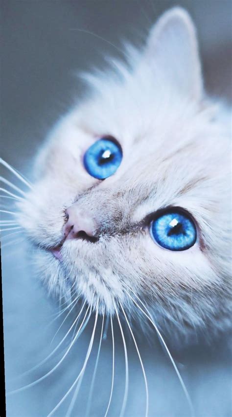 6 Anime Aesthetic Blue Eyes Cat With Blue Eyes Blue Eyes Aesthetic