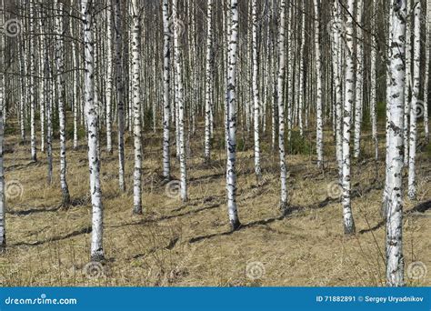 Grove Of The White Birch Trees In Spring Stock Image Image Of