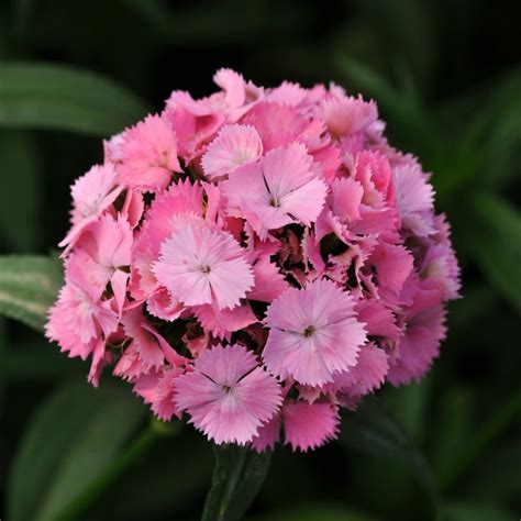 Buy premium hemp flowers europe hemp farm store offers buy premium quality acdc cbd hemp flower 0.2% total thc. Light Pink Sweet William | Florabundance Wholesale Flowers