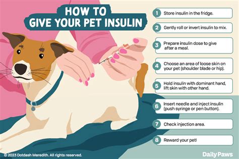 How To Give A Dog Or Cat An Insulin Shot Daily Paws