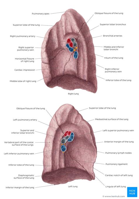 Lung Anatomy Blood Supply Innervation Functions Kenhub