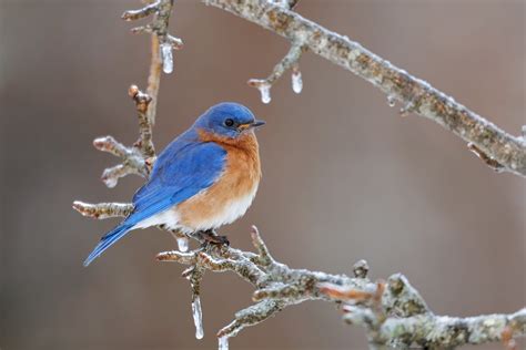 A Collection Of Winter Bluebirds Birds In Photography On Forums