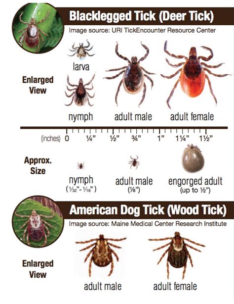 Pet Tick Tracker Be Informed Ontario Spca And Humane Society