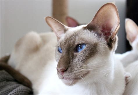 Siamese Cat Eyes · Free Photo On Pixabay