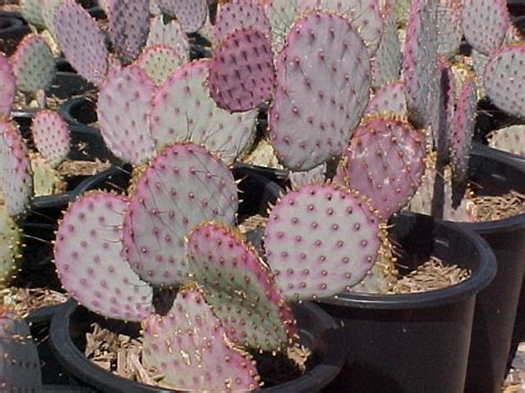 Prickly pear cactus is eaten whole (boiled or. Opuntia violacea santa-rita