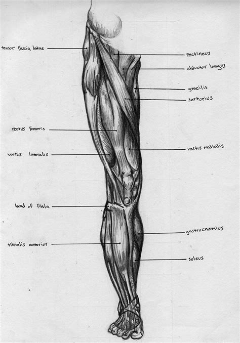 Actions of frontalis muscle on the face: Leg Front Muscle Chart by BadFish81 on DeviantArt