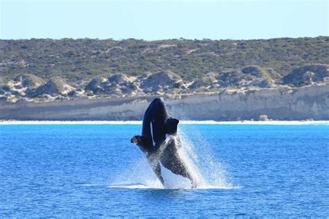 Whale Watching Tours In The Great Australian Bight From Adelaide