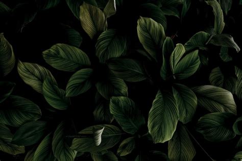 Premium Photo Closeup Green Leaves Of Tropical Plant In Garden Dense