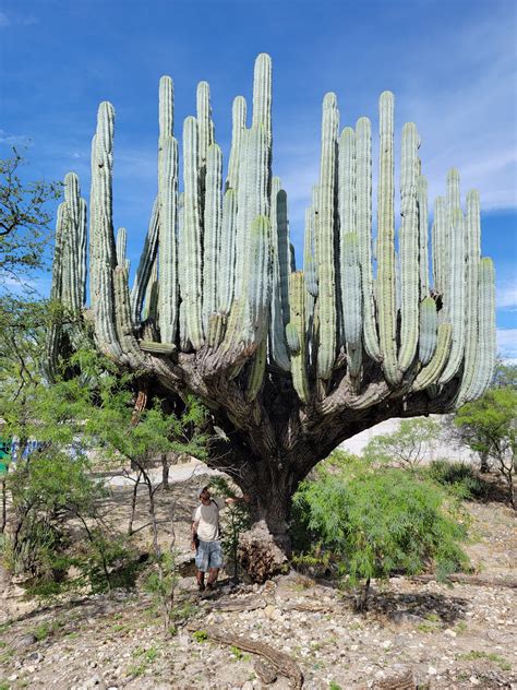 Beautiful Giant Cactus In Oaxaca Mexico