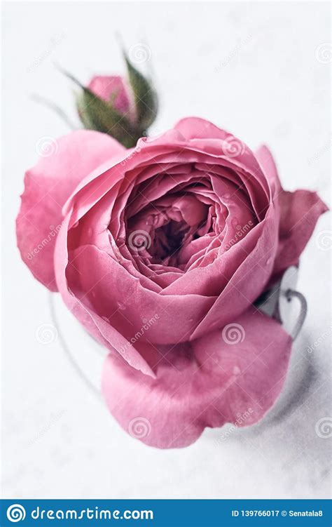 Delicate Pink Rose Stock Image Image Of Congratulations 139766017