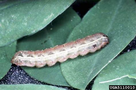 Southern Armyworm Spodoptera Eridania