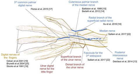 Ulnar Nerve Branches