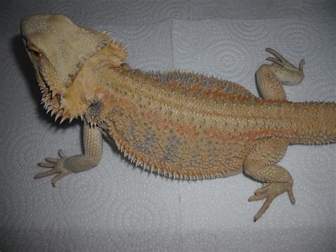 E Midlands Adult Female Pure Hypo Bearded Dragon For Sale