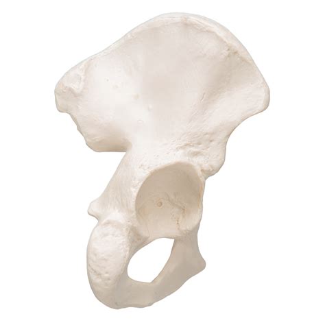 Human Hip Bone Model 3b Smart Anatomy 1019365 3b Scientific A35