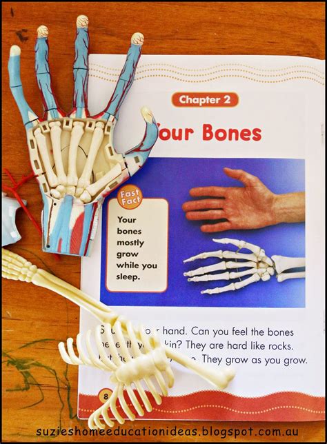5 Ways To Learn About Bones Learning Home Education Preschool Art