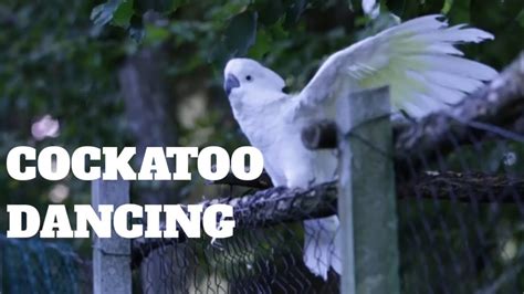 Cockatoo Dancing Youtube
