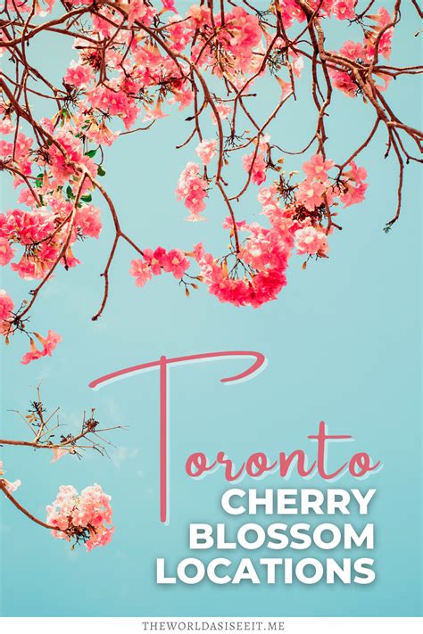 10 Places To See Cherry Blossoms In Toronto Artofit