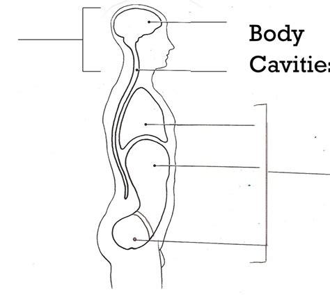 Body Cavities Diagram Diagram Quizlet