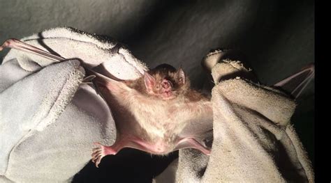 Man Dies And 40 Others Are Bitten After Vampire Bats Attack Humans In