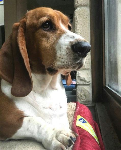 Basset Beagle Breeds Beagle Hound Bassett Hound Kinds Of Dogs