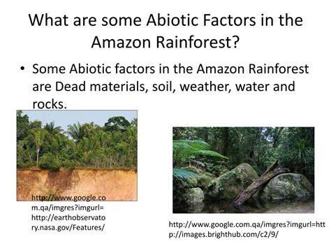 Amazon Rainforest Abiotic Factors