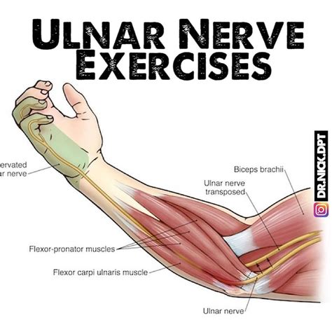 Ulnar Nerve Exercises Elbow Exercises Carpal Tunnel Relief Knee Pain