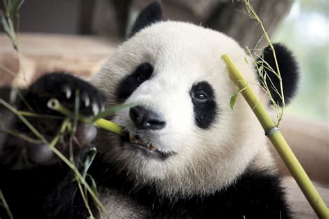 El Turismo Afecta A La Pérdida Del Hábitat De Los Pandas Los Tiempos