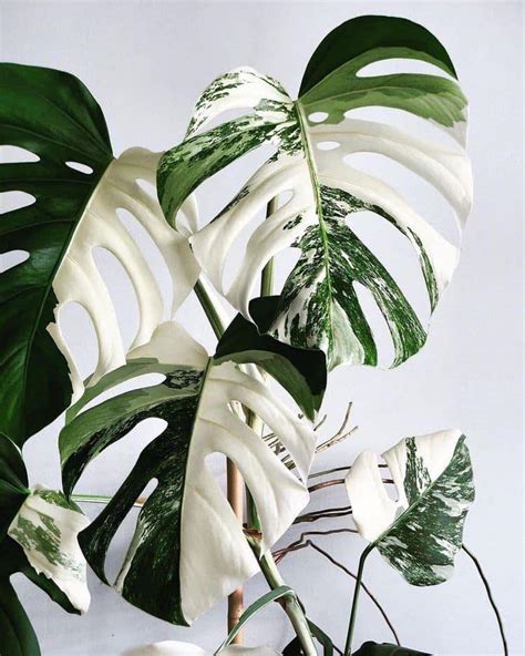 Monstera Jungle By Audrey