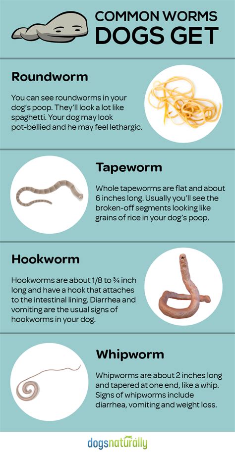 The dog food advisor's top 10 best large breed puppy foods. Feed These Everyday Foods To Get Rid Of Dog Worms