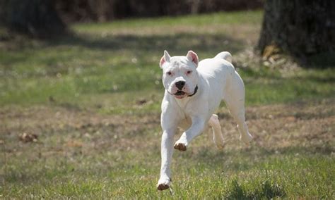 Dogo Argentino Breed Characteristics Care And Photos Bechewy