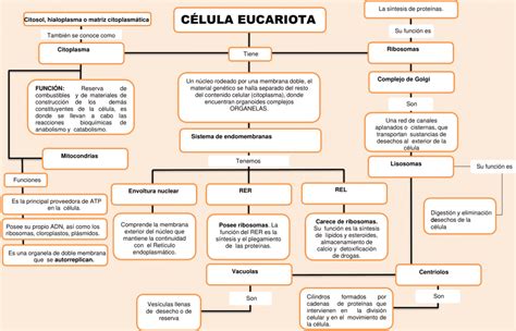 Mapas Conceptuales De La Célula Eucariota 【descargar】