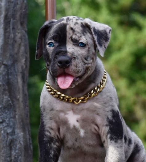 2013 hat der amerikanische united kennel club (ukc) jedoch einen entsprechenden rassestandard anerkannt. Merle XL American bully pups for sale | Beckenham, Kent ...