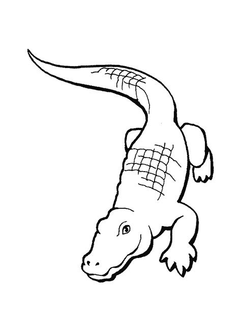 Free Printable Alligator Coloring Pages For Kids