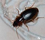 June Bug Vs Cockroach Images