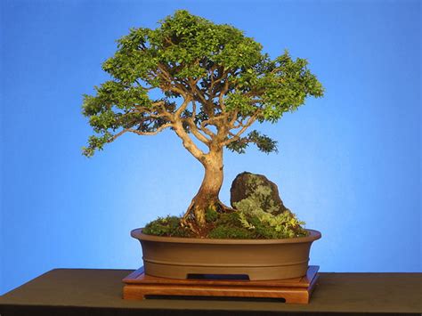 The quality (and quantity) of bonsai trees the kanto area (greater tokyo region) is home to the most famous japanese bonsai nurseries, while kyoto houses the most impressive japanese. The Art of Bonsai | Xemanhdep Photos-Awesome Pictures Gallery